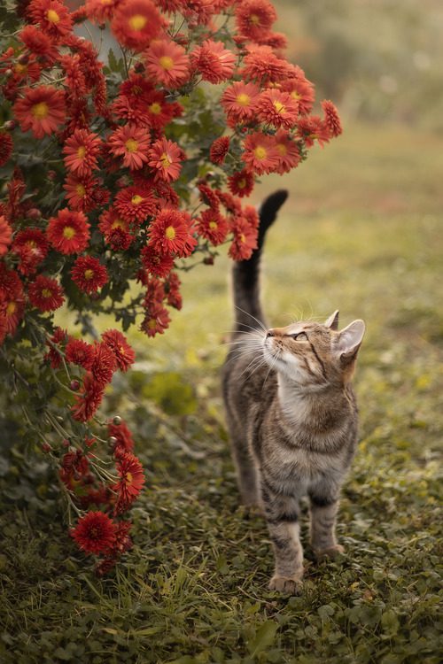 Are Chrysanthemums Toxic to Cats? A Vet's Critical Guide