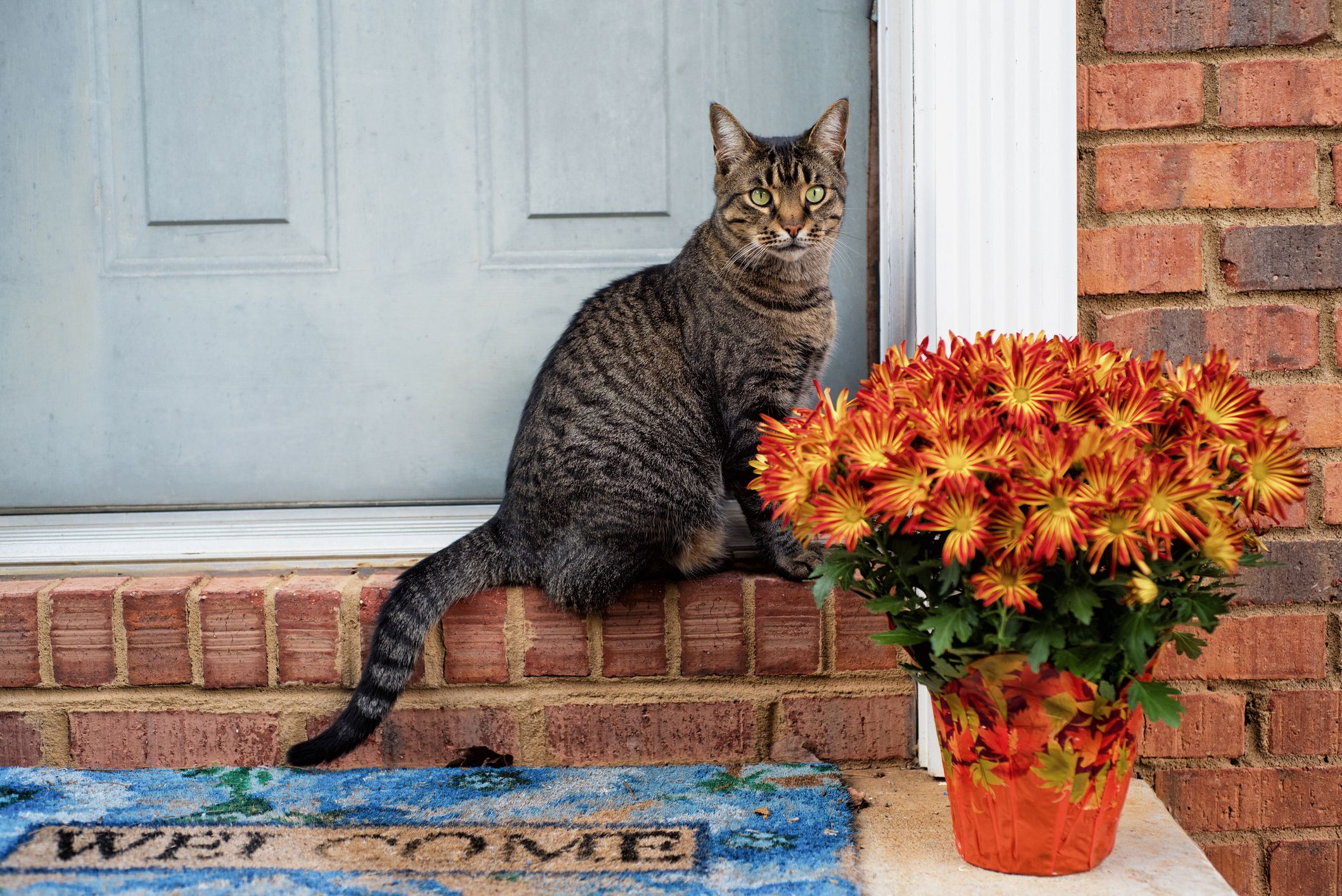 Mums & Cats: Understanding Pyrethrin Dangers & Safe Plants